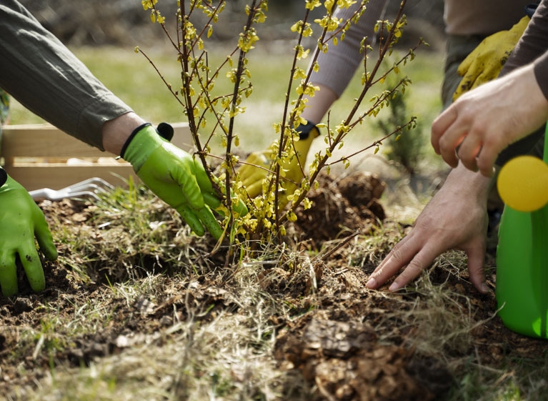 Seasonal Plantings and Colorful  Displays Suggestions