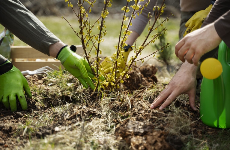 Careful Garden Plan and Displays